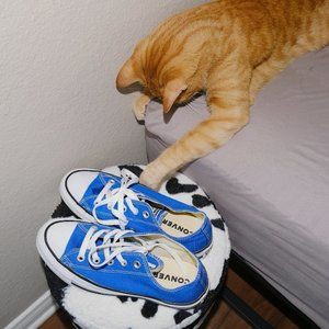 Cobalt blue low top converse
